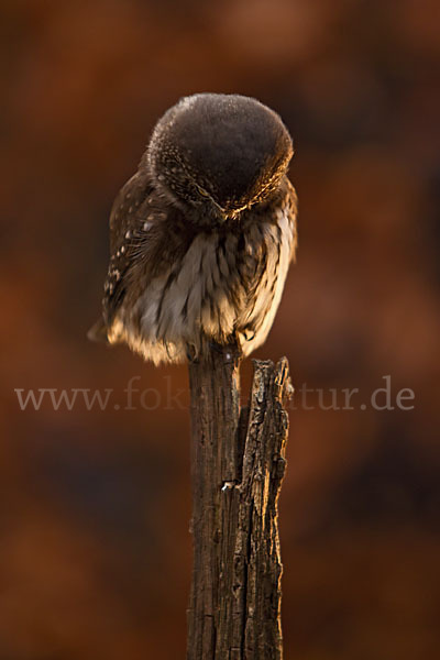 Sperlingskauz (Glaucidium passerinum)