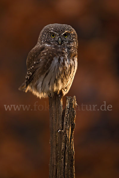 Sperlingskauz (Glaucidium passerinum)