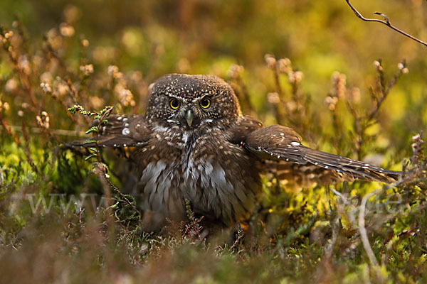 Sperlingskauz (Glaucidium passerinum)