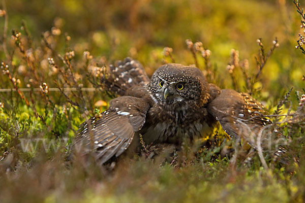 Sperlingskauz (Glaucidium passerinum)