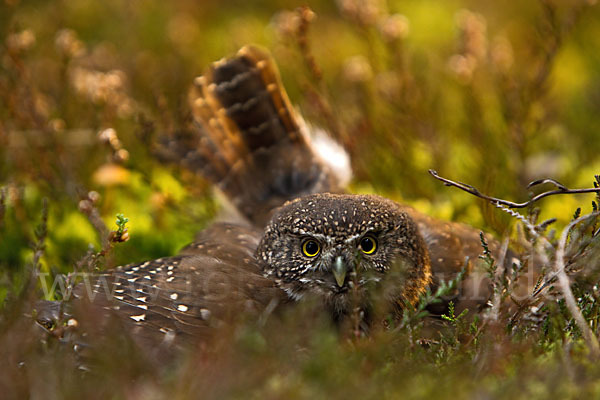 Sperlingskauz (Glaucidium passerinum)