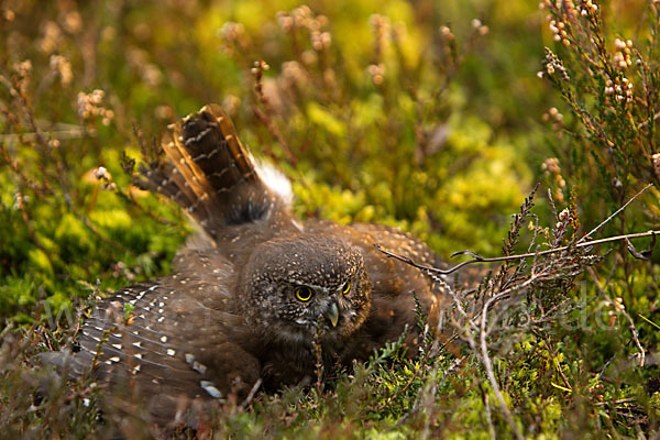 Sperlingskauz (Glaucidium passerinum)