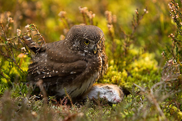 Sperlingskauz (Glaucidium passerinum)