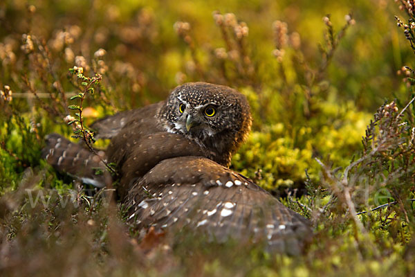 Sperlingskauz (Glaucidium passerinum)