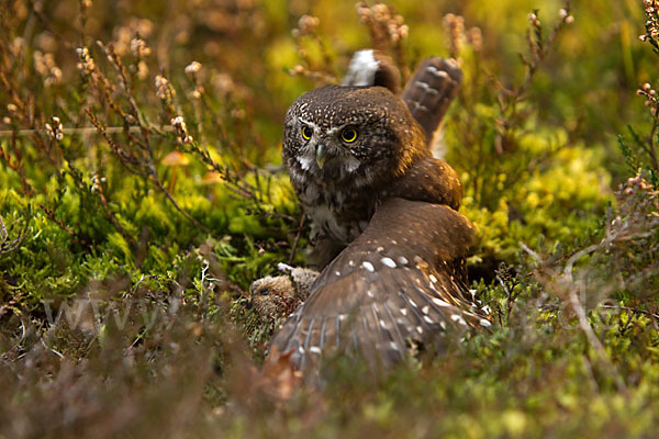 Sperlingskauz (Glaucidium passerinum)