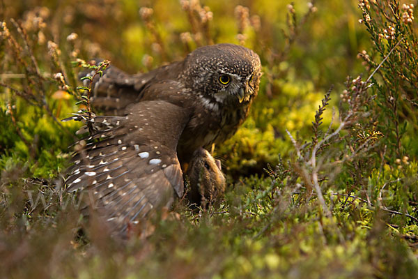 Sperlingskauz (Glaucidium passerinum)