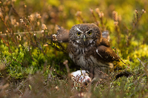 Sperlingskauz (Glaucidium passerinum)