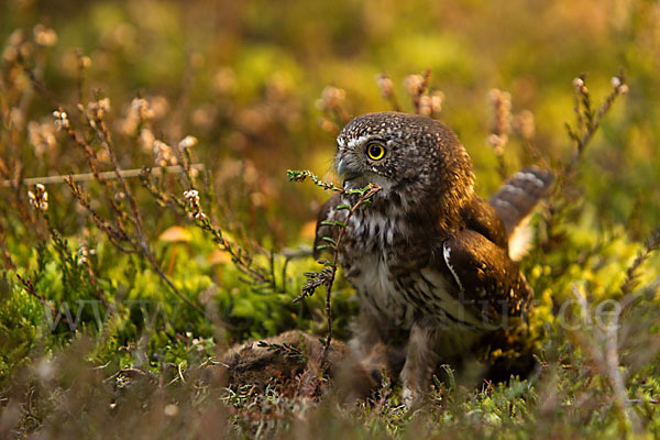 Sperlingskauz (Glaucidium passerinum)