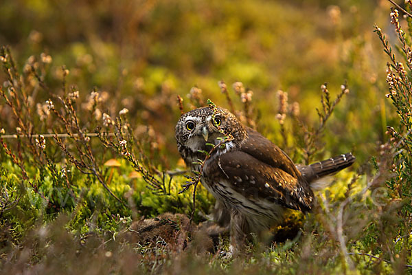 Sperlingskauz (Glaucidium passerinum)