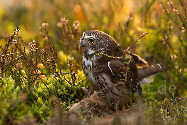 Sperlingskauz (Glaucidium passerinum)