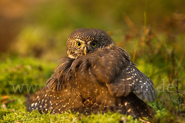 Sperlingskauz (Glaucidium passerinum)