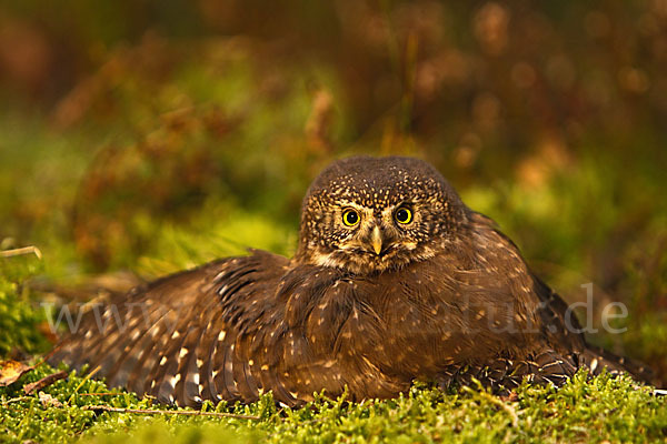 Sperlingskauz (Glaucidium passerinum)