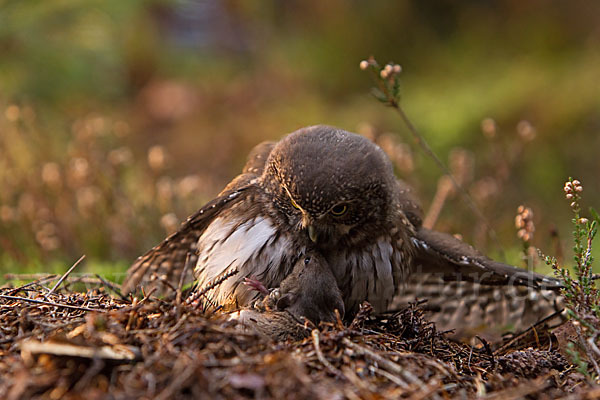 Sperlingskauz (Glaucidium passerinum)