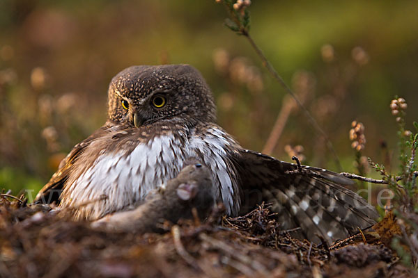 Sperlingskauz (Glaucidium passerinum)