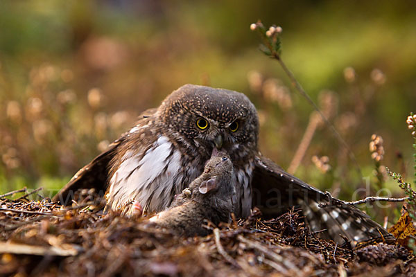 Sperlingskauz (Glaucidium passerinum)