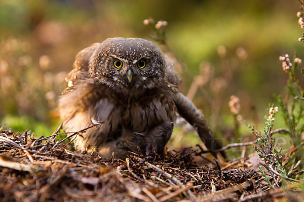 Sperlingskauz (Glaucidium passerinum)