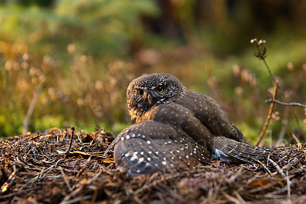 Sperlingskauz (Glaucidium passerinum)