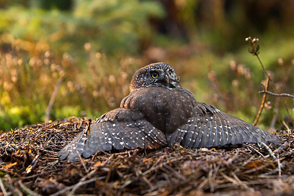 Sperlingskauz (Glaucidium passerinum)