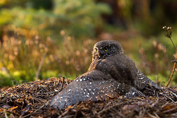 Sperlingskauz (Glaucidium passerinum)