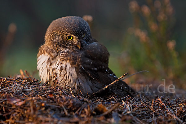 Sperlingskauz (Glaucidium passerinum)