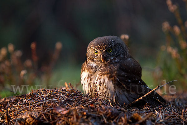 Sperlingskauz (Glaucidium passerinum)