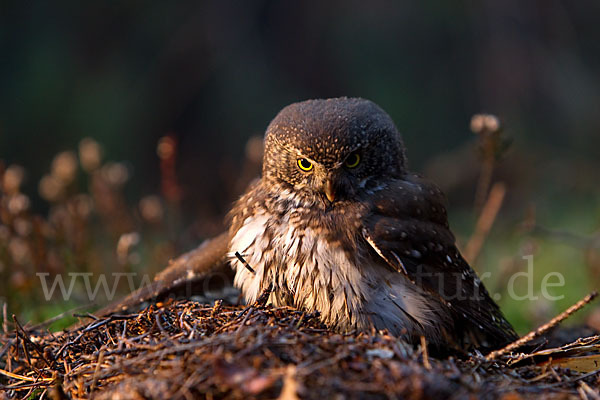 Sperlingskauz (Glaucidium passerinum)