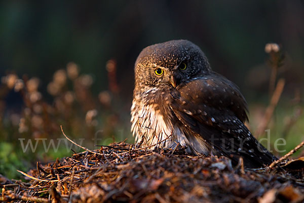 Sperlingskauz (Glaucidium passerinum)