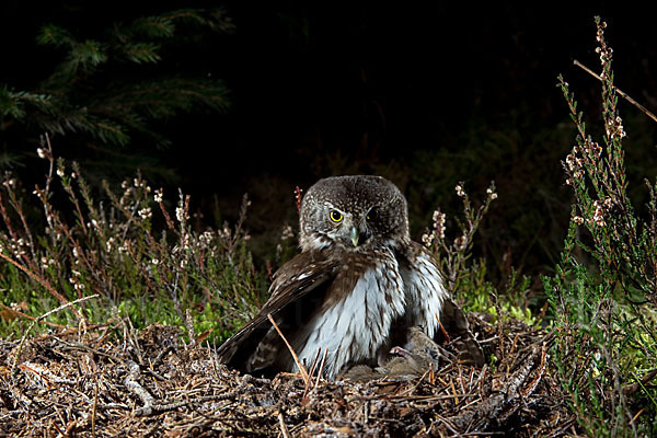 Sperlingskauz (Glaucidium passerinum)