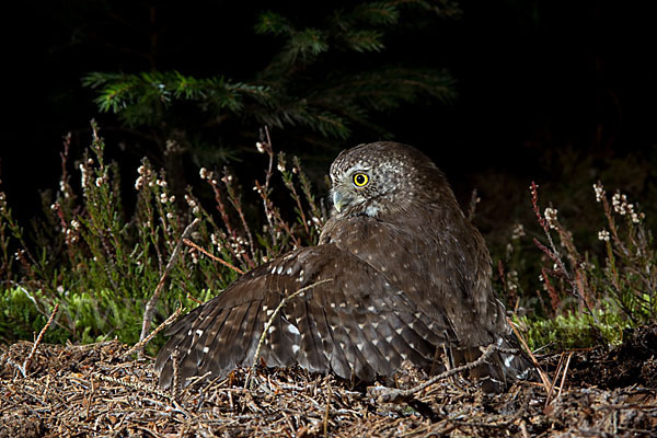 Sperlingskauz (Glaucidium passerinum)