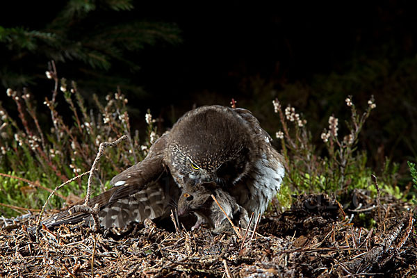 Sperlingskauz (Glaucidium passerinum)