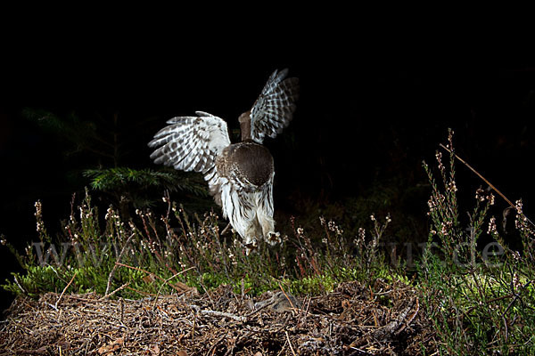 Sperlingskauz (Glaucidium passerinum)