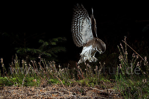 Sperlingskauz (Glaucidium passerinum)