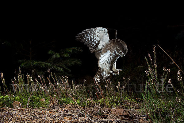 Sperlingskauz (Glaucidium passerinum)