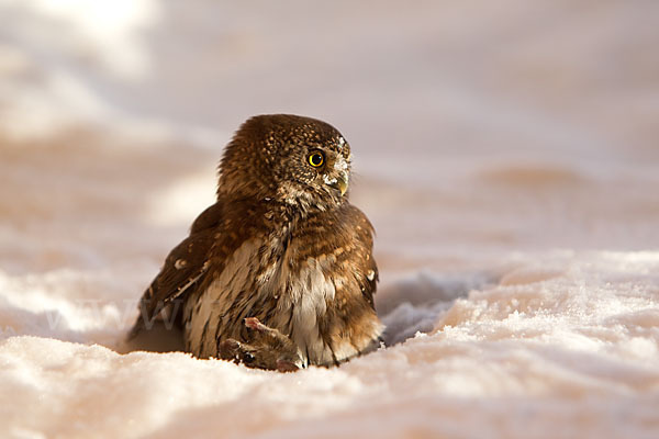 Sperlingskauz (Glaucidium passerinum)