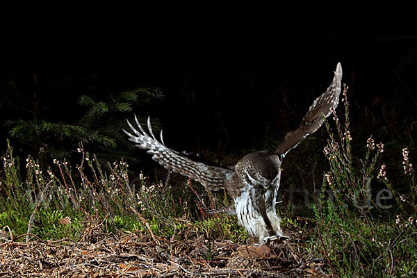 Sperlingskauz (Glaucidium passerinum)