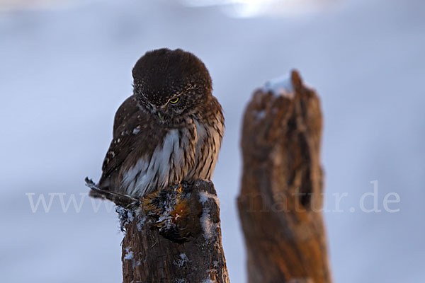 Sperlingskauz (Glaucidium passerinum)