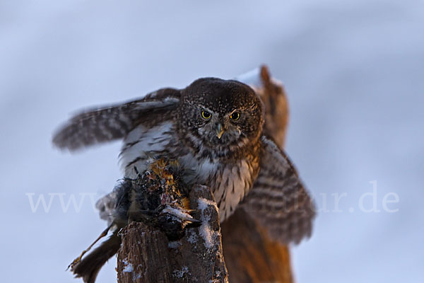 Sperlingskauz (Glaucidium passerinum)