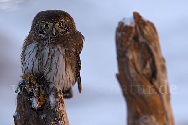 Sperlingskauz (Glaucidium passerinum)