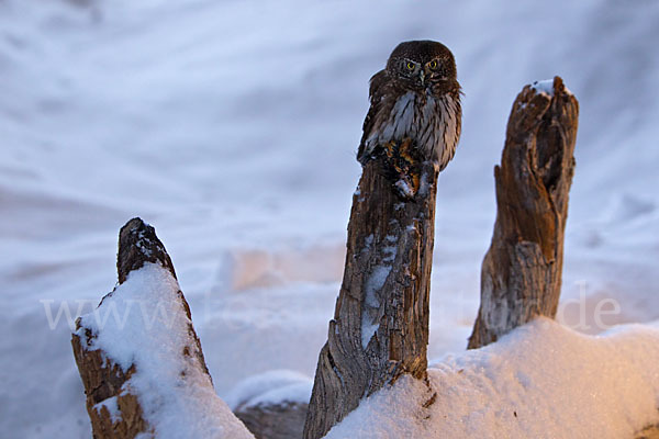 Sperlingskauz (Glaucidium passerinum)