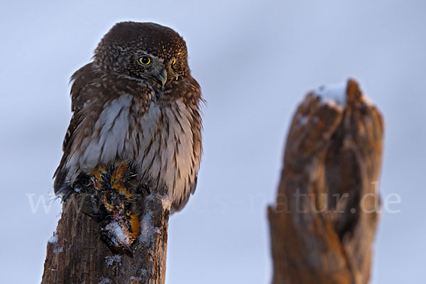 Sperlingskauz (Glaucidium passerinum)