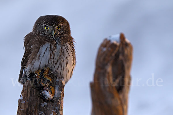 Sperlingskauz (Glaucidium passerinum)