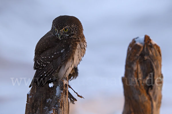 Sperlingskauz (Glaucidium passerinum)