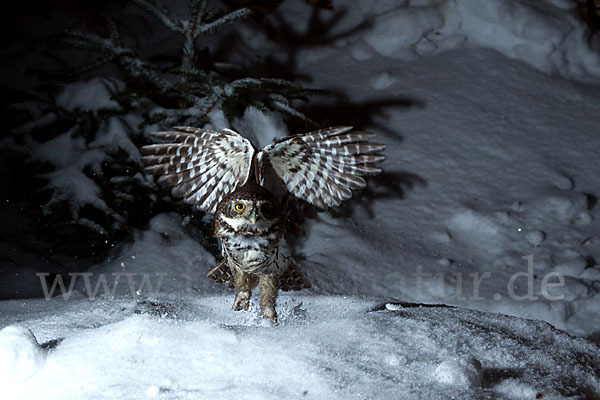 Sperlingskauz (Glaucidium passerinum)