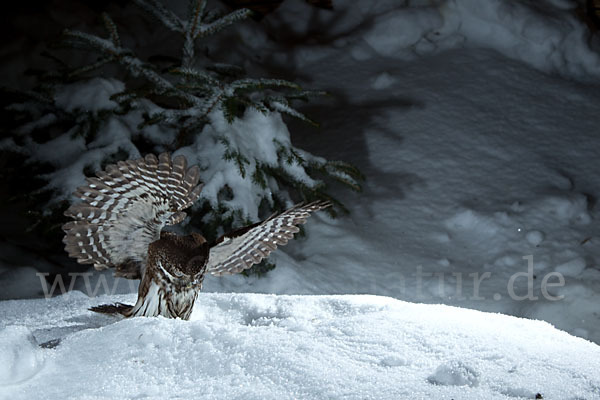 Sperlingskauz (Glaucidium passerinum)