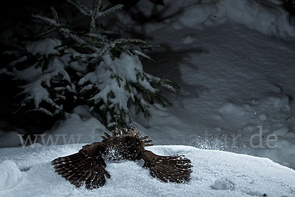 Sperlingskauz (Glaucidium passerinum)