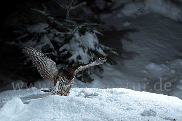 Sperlingskauz (Glaucidium passerinum)