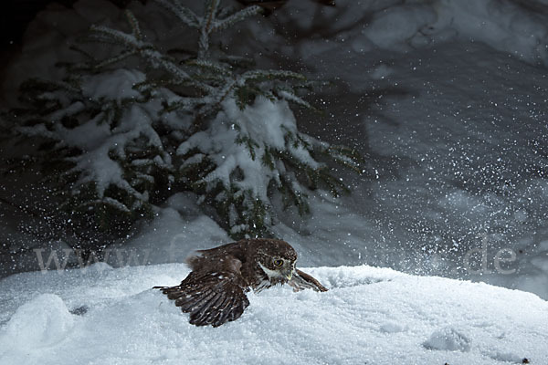 Sperlingskauz (Glaucidium passerinum)