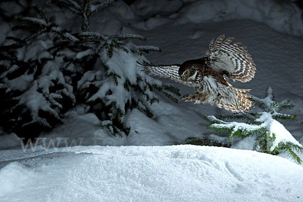 Sperlingskauz (Glaucidium passerinum)