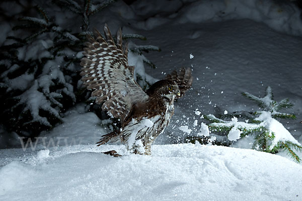 Sperlingskauz (Glaucidium passerinum)