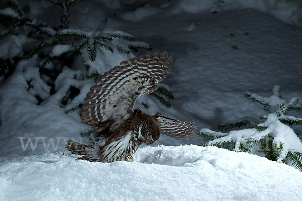 Sperlingskauz (Glaucidium passerinum)